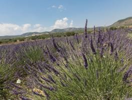 Lavanda Cinctorres